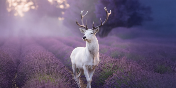 20250618092632meet your animal guide.png